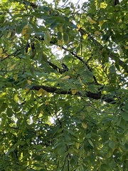 Sphyrapicus nuchalis