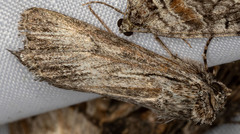 Cucullia cucullioides