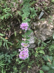 Lespedeza violacea