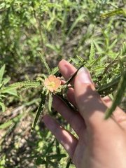 Sphaeralcea angustifolia