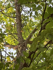 Sphyrapicus nuchalis