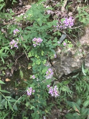 Lespedeza violacea