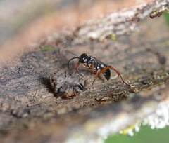 Agenioideus cinctellus