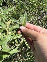 Sphaeralcea angustifolia