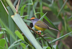 Phyllergates cucullatus