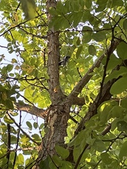 Sphyrapicus nuchalis