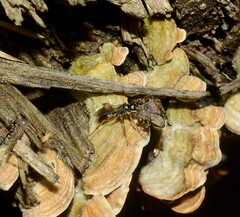 Agenioideus cinctellus