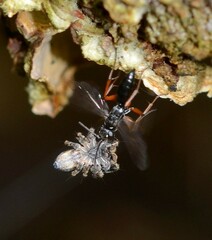 Agenioideus cinctellus