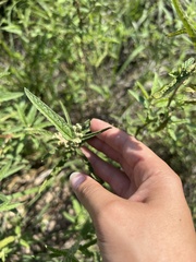 Sphaeralcea angustifolia