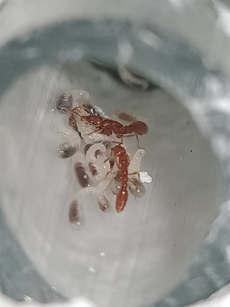 Protanilla schoedli