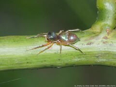 Tutelina similis