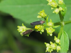 Acoloithus falsarius