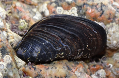 Mytilus edulis