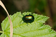 Chrysolinina