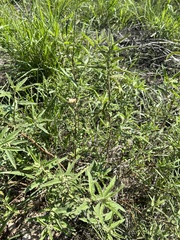 Sphaeralcea angustifolia