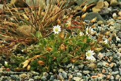 Cerastium alpinum