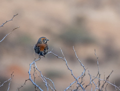 Passer rufocinctus