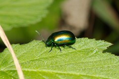 Chrysolinina