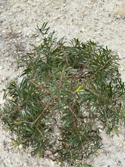 Stillingia texana