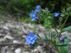 Cynoglottis barrelieri