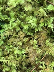 Thuidium delicatulum