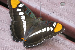 Adelpha eulalia