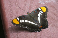 Adelpha eulalia