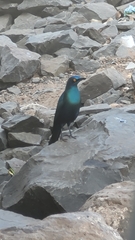 Lamprotornis chalybaeus