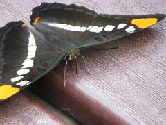 Adelpha eulalia