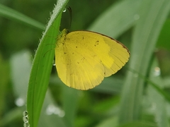 Eurema