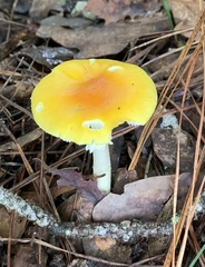 Amanita flavoconia