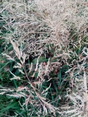 Agrostis gigantea