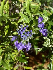 Caryopteris