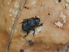 Onthophagus