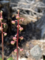 Pyrola