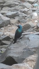 Lamprotornis chalybaeus