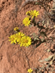 Heterotheca villosa