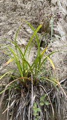 Cyperus tabina