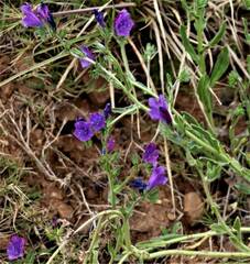 Echium