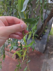 Salix babylonica