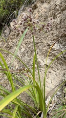 Cyperus tabina