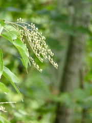 Oxydendrum arboreum