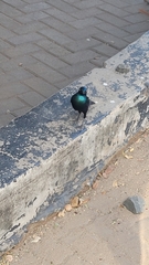 Lamprotornis chalybaeus