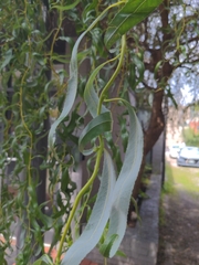 Salix babylonica