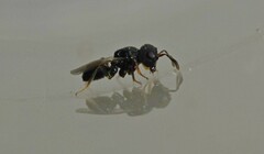 Cratomus megacephalus