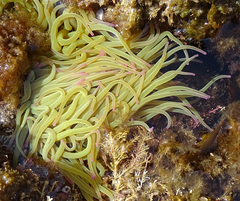 Anemonia viridis