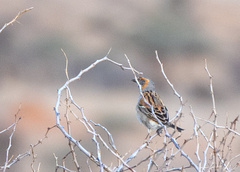 Passer rufocinctus