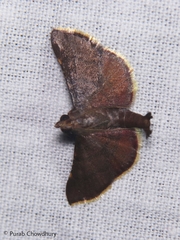 Hypsopygia