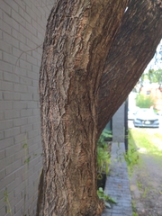 Salix babylonica