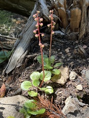 Pyrola